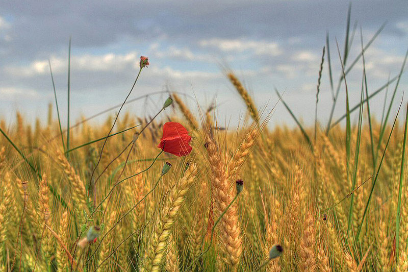 Campo di grano (mod).jpg