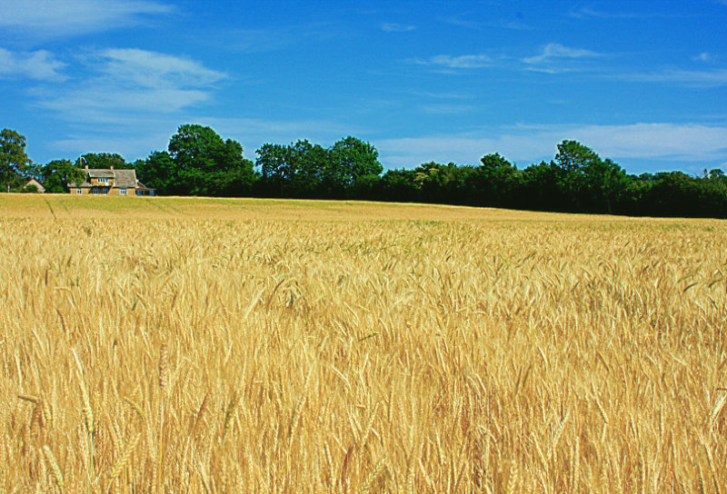 CAMPO DI GRANO DESATURATO.jpg