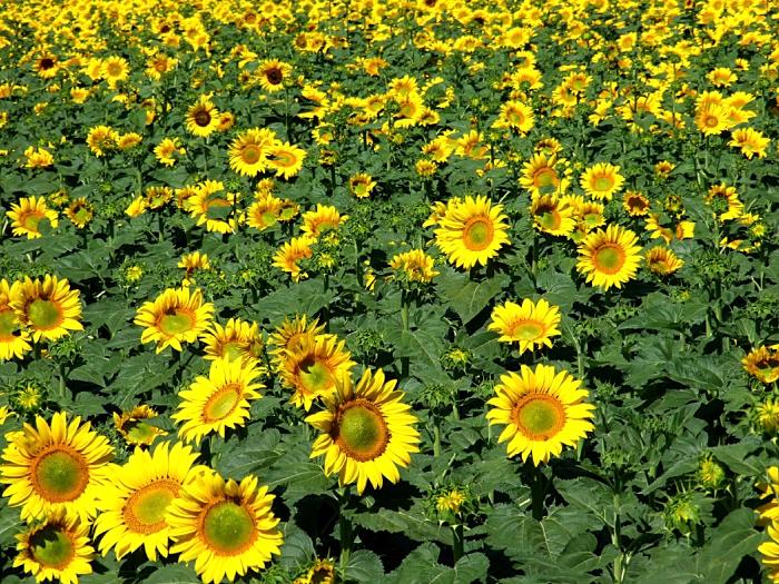 campo girasoli 2.jpg