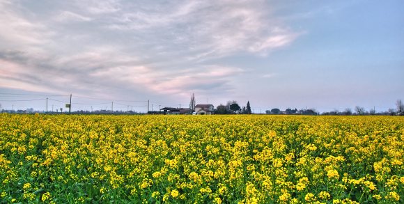 campocoloriCROP2lungo.jpg