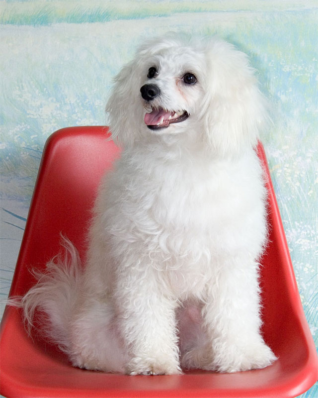 CANE-.jpg