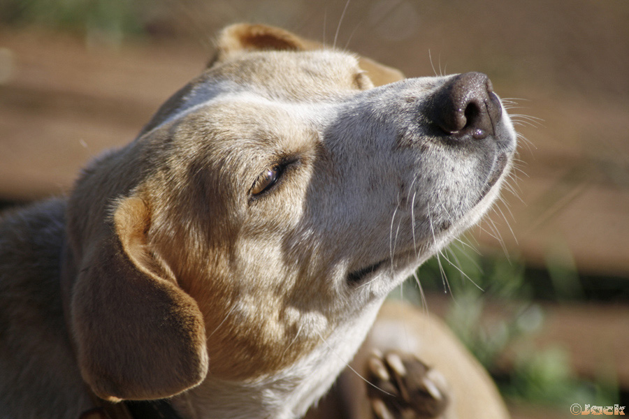 Cane-(senza-titolo).jpg