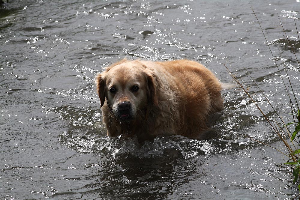 cane-acqua-controluce1.jpg