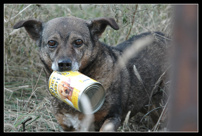 cane-barattolo2.jpg