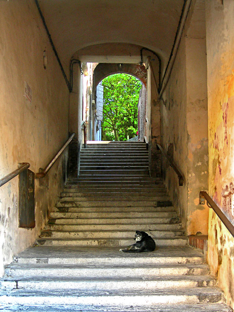 cane-scalini_.jpg