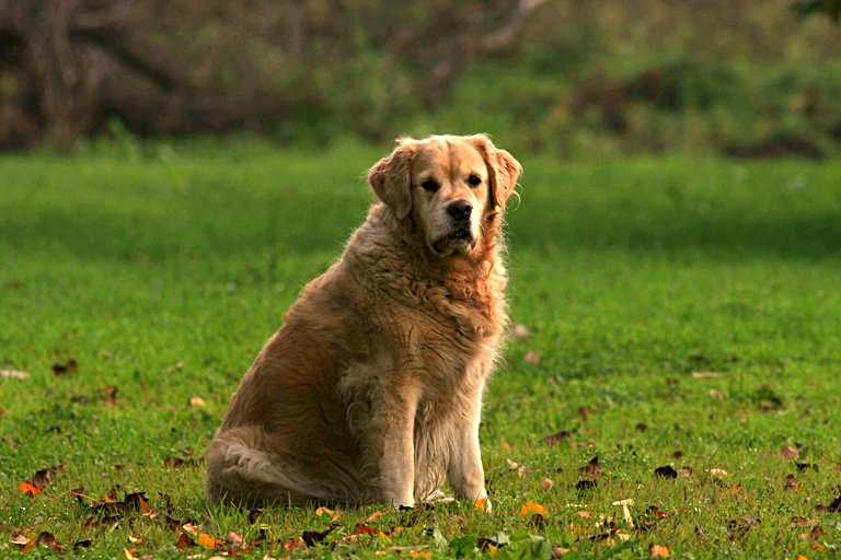 cane1.jpg