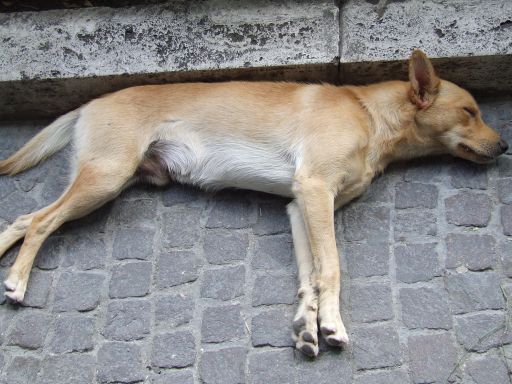 Cane1.jpg