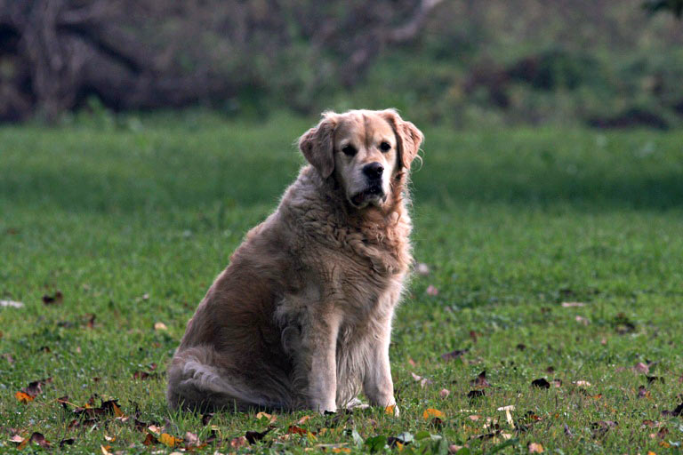 cane3.jpg