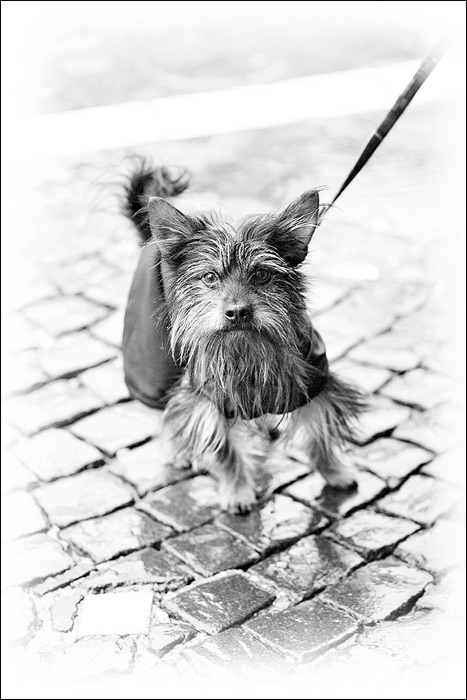 cane_01.jpg