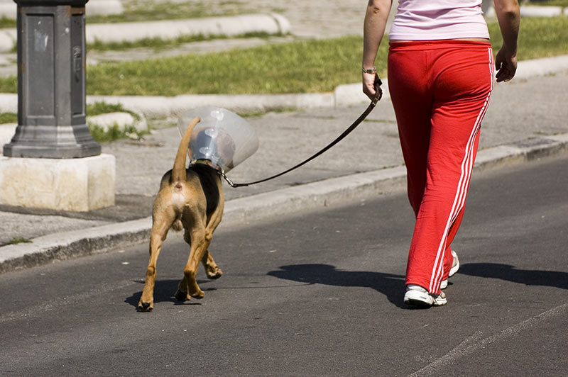 cane_02_800.jpg