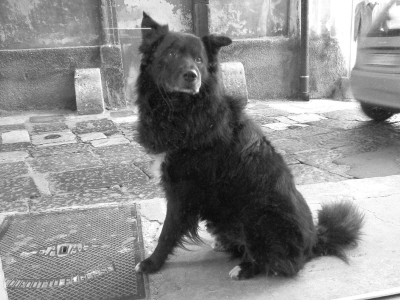cane.JPG