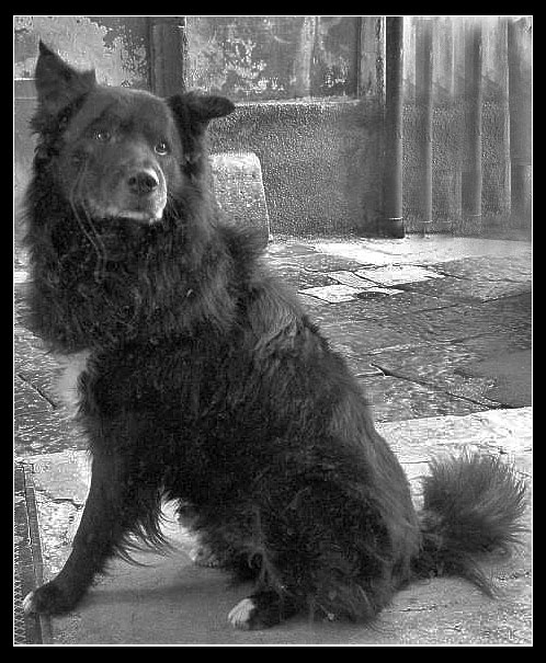 cane_168_rew.jpg