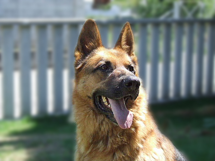 cane.jpg