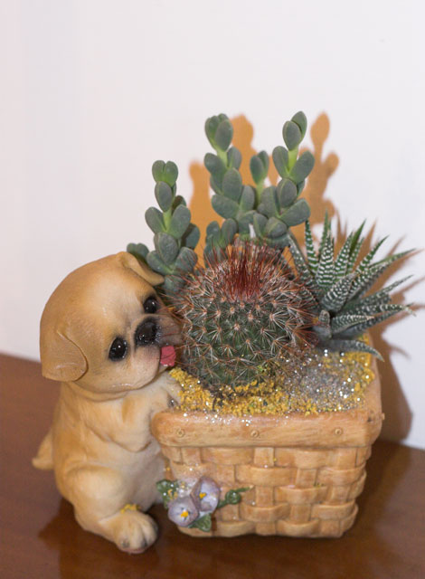 cane.jpg
