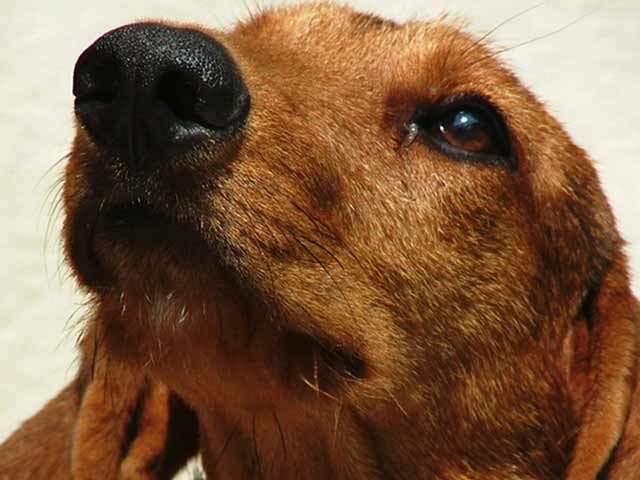 cane.jpg