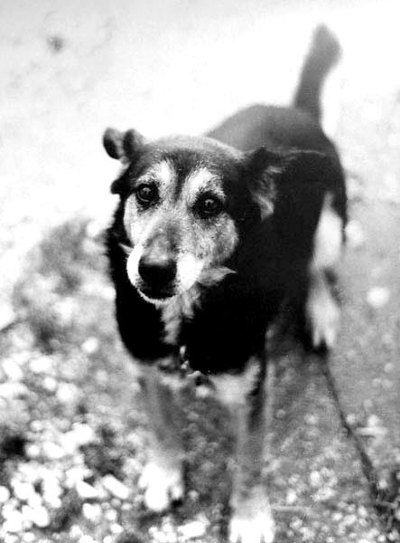 cane.jpg