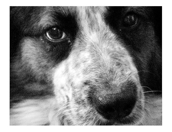 cane.JPG