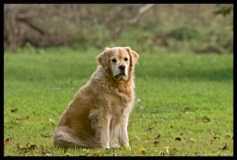 Cane.jpg