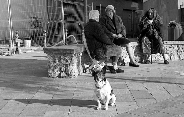 cane_comari-1.jpg