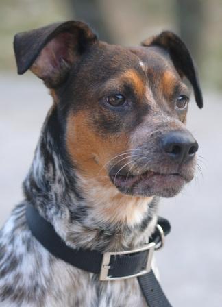 Cane di Angela 4.JPG