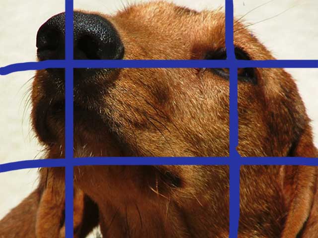 cane_griglia.jpg