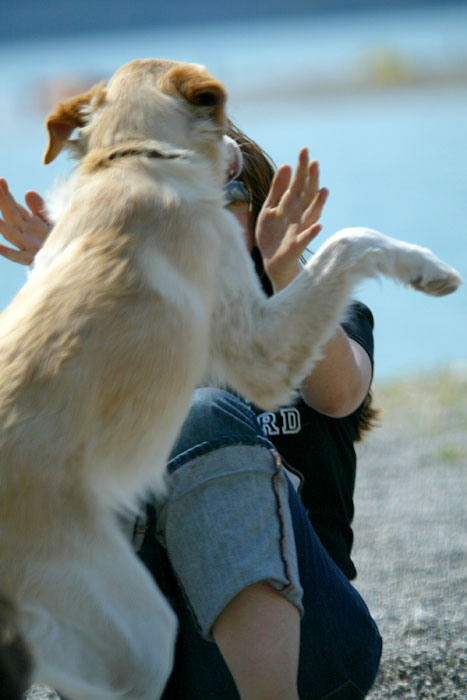 cane mangia nadia.jpg