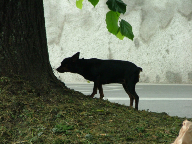 cane originale.jpg