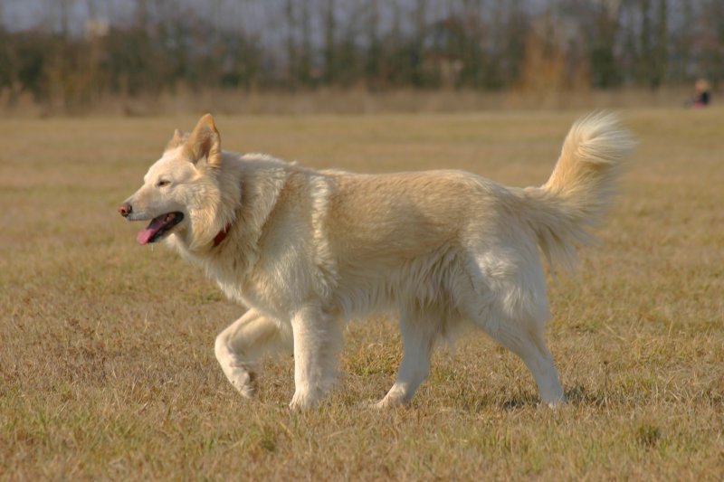 cane_parco_urbano.jpg
