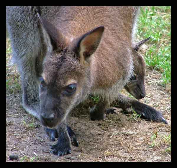 Canguro.jpg