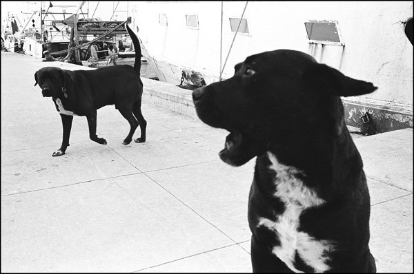 cani-2.jpg