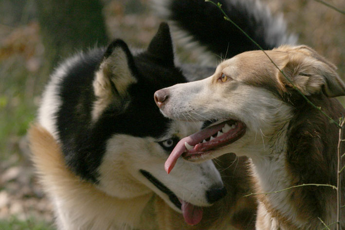 cani.jpg
