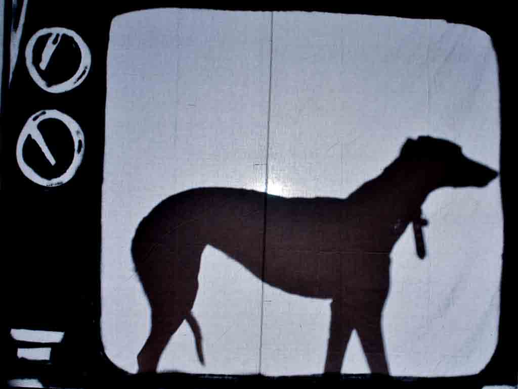 canile-71.JPG
