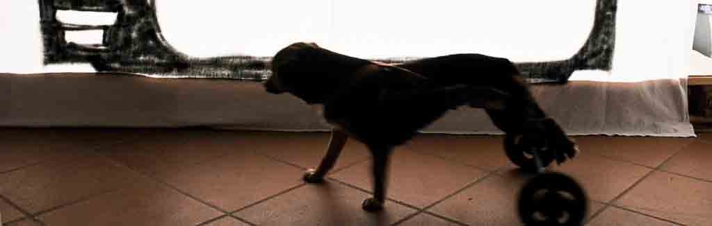 canile-73.JPG