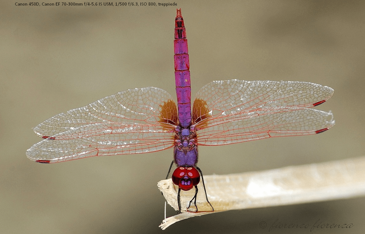 canon450d70300mm-min.png