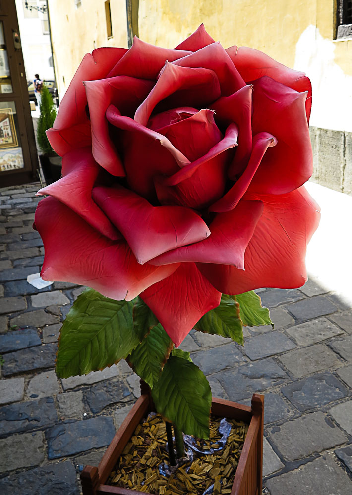 canong1x-004.JPG