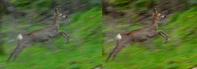 capriolo.jpg