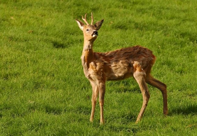capriolo in allerta small.jpg