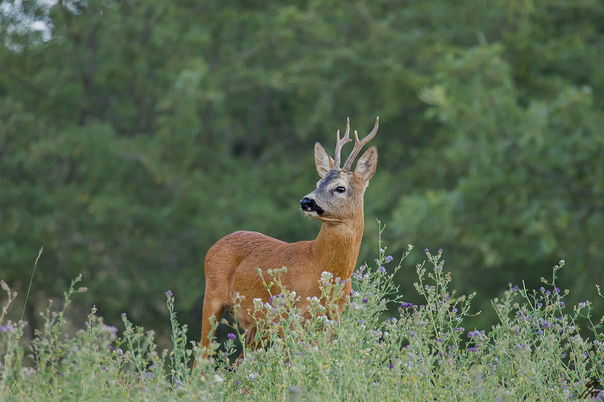 caprioloR1_014302.jpg
