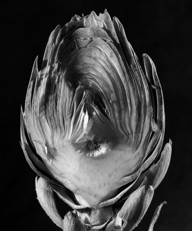 Carciofo.jpg