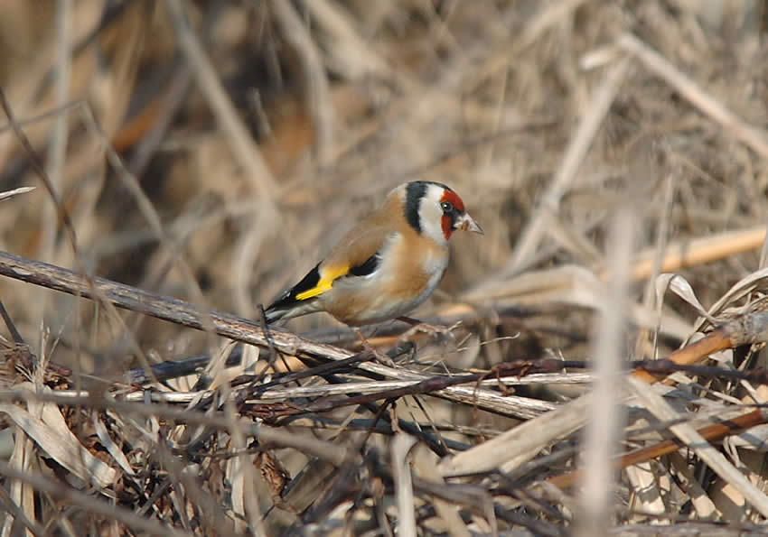 cardellino4.jpg