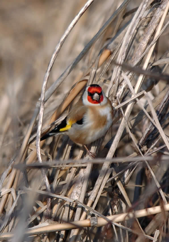 cardellino5.jpg