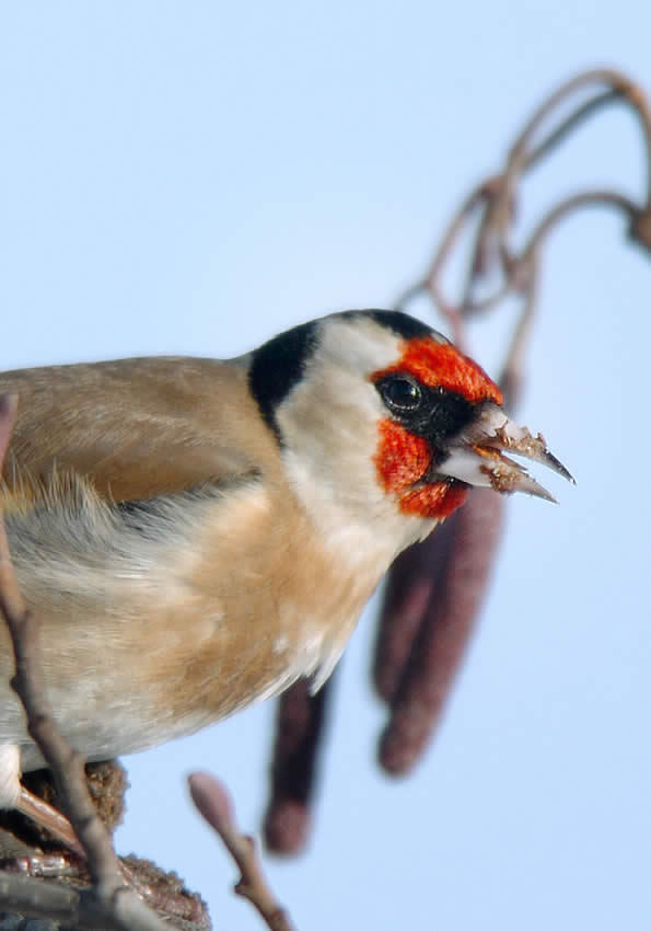 cardellino7.jpg