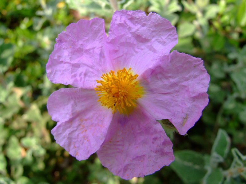 CartaVelinaMini.jpg