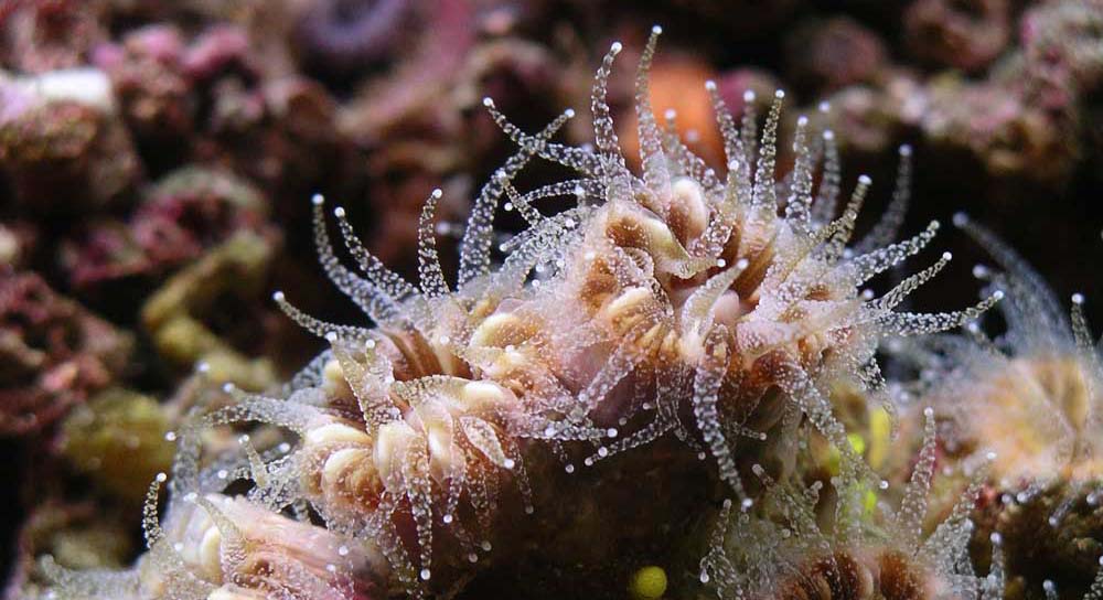 caryophyllia-inornata-3.jpg