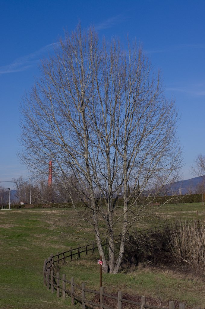 cascine.jpg