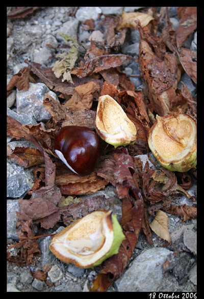 castagne1.jpg