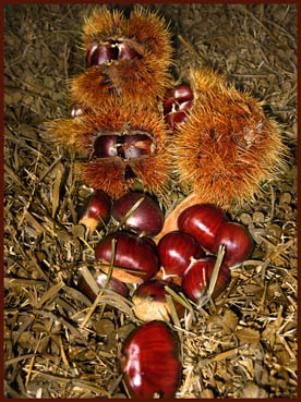castagne 2.jpg