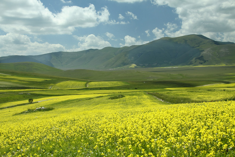 Castelluccio-di-Norcia---41.jpg