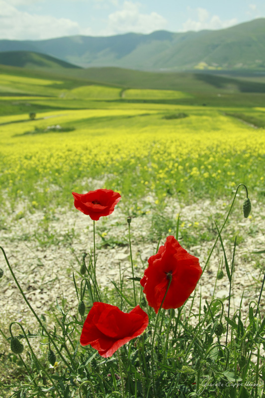 Castelluccio-di-Norcia---43.jpg