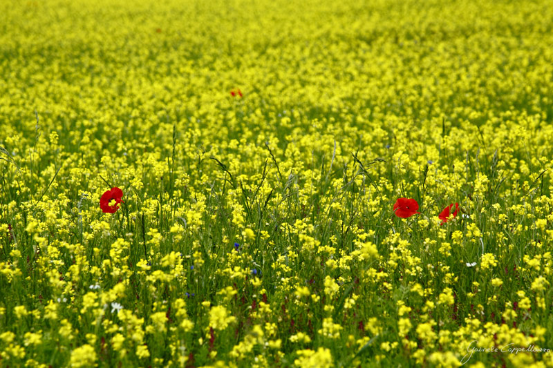 Castelluccio-di-Norcia---7.jpg